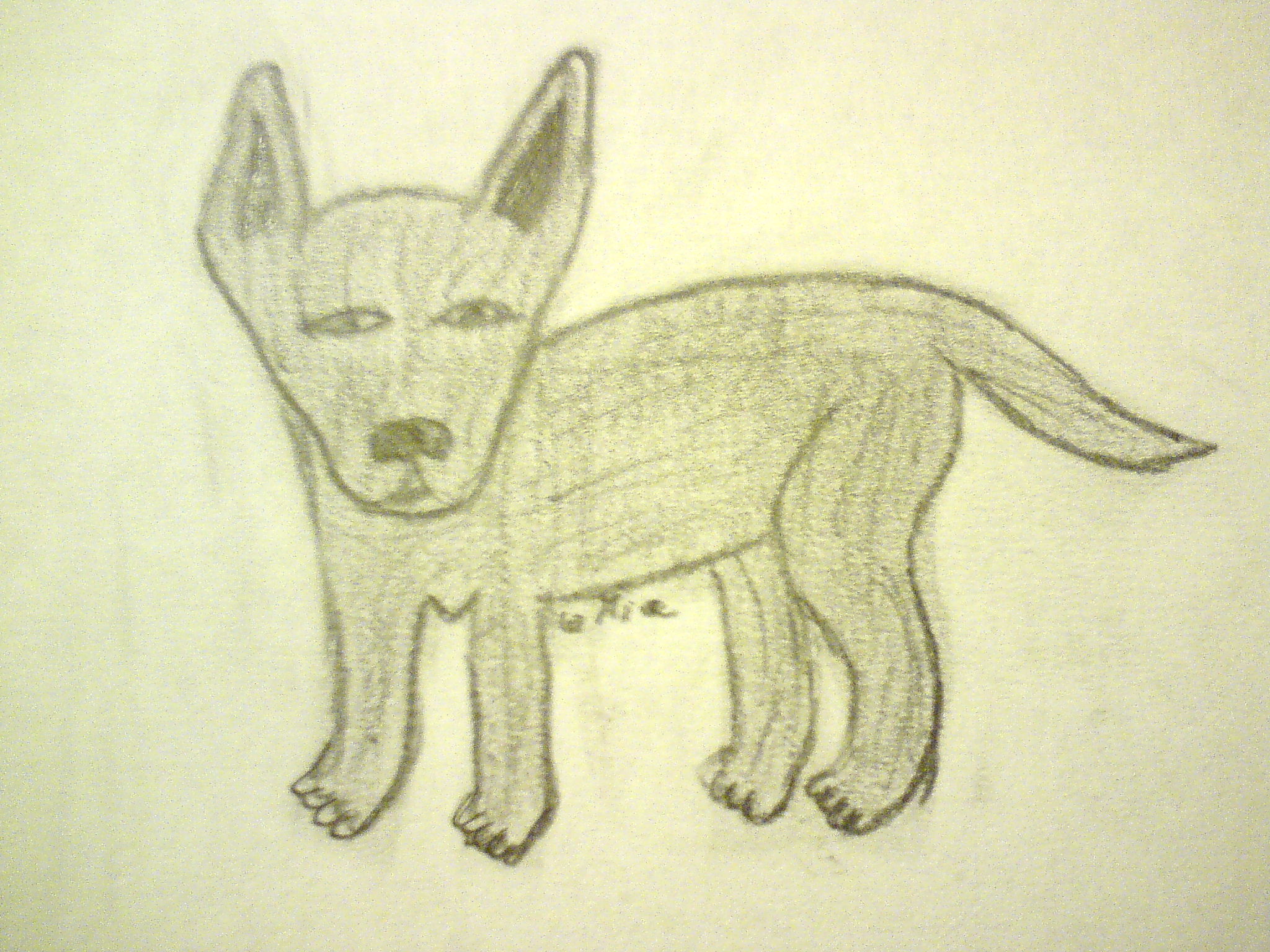 Vlče pro Kult vlků